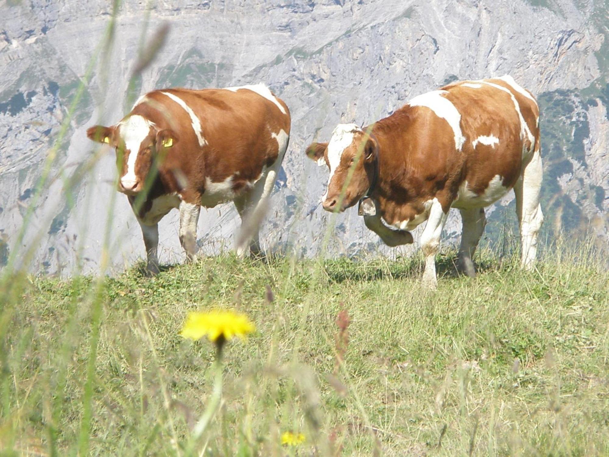 Hotel Gasthof Jaeger Zillertal Шлиттерс Экстерьер фото